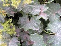 Alchemille vulgaire, Alchemilla vulgaris, (fam Rosacees) (Europe ouest & centre, Afr du nord) (2) (Photo F. Mrugala)